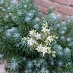 Sedum hispanicum Квітка