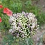Allium ampeloprasum ফুল