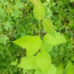 Prunus japonica 葉
