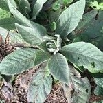 Verbascum boerhavii Feuille