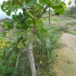 Malva arborea Ŝelo