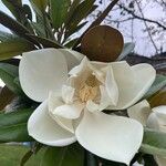 Magnolia virginianaLorea