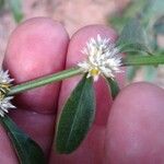 Alternanthera sessilis പുഷ്പം