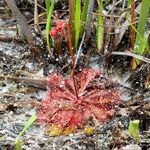 Drosera brevifolia Ліст