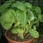 Ocimum americanum Лист