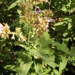 Salvia canariensis পাতা