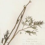 Dichoropetalum carvifolia Συνήθη χαρακτηριστικά