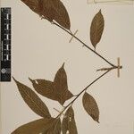 Quercus annulata Diğer