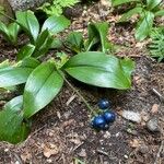 Clintonia borealis Fruit