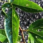 Passiflora incarnata Blatt