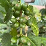 Coffea arabica Vrucht