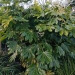 Fatsia japonica Elinympäristö