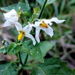 Solanum douglasii Bloem