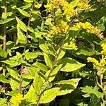 Solidago rugosaList