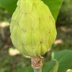 Magnolia macrophylla Fruit