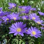 Anemone blanda फूल