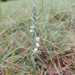 Spiranthes spiralisКвітка