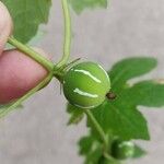 Diplocyclos palmatus Fruit