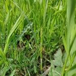 Carex hirta 整株植物