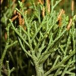 Libocedrus plumosa Rinde
