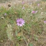Xeranthemum annuum Flors