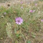 Xeranthemum annuum Flower