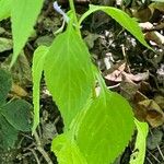 Campanulastrum americanum Feuille