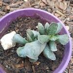 Adromischus cooperi Folha