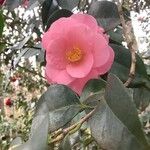 Camellia sasanquaFlor