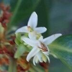 Osmanthus decorus Blüte