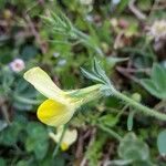 Lotus maritimus Flower