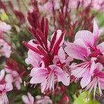 Gaura lindheimeriЦветок