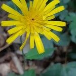 Hieracium glaucinum Flor
