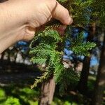 Sequoia sempervirens Liść