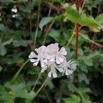 Silene unifloraFlower