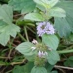 Mentha arvensis Virág