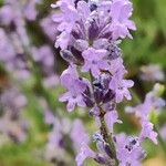 Lavandula angustifoliaBlomma