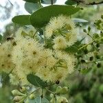 Eucalyptus polyanthemos Blomst