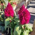 Celosia argenteaFlower