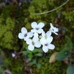 Kernera saxatilis Λουλούδι