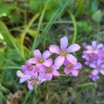 Oxalis violacea Λουλούδι