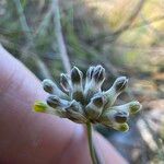 Burmannia capitata Flower