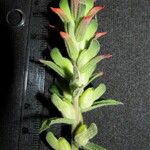 Castilleja arvensis Other