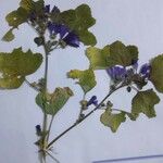 Malva sylvestrisCvet