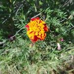 Tagetes patulaফুল