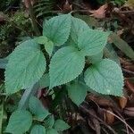 Boehmeria cylindrica Blatt