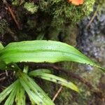 Habenaria praealta Leaf