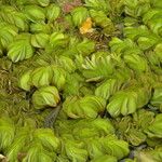 Salvinia molesta Blad