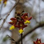 Gmelina arborea Flor