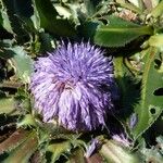 Carthamus rhaponticoides Flower